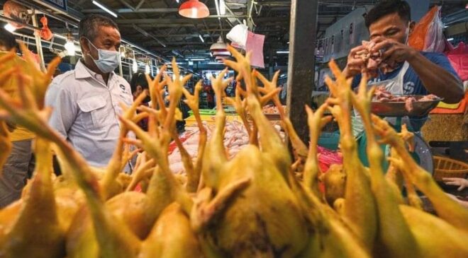 ပြည်တွင်း စားနပ်ရိက္ခာဖူလုံရေးအတွက် မလေးရှားက ပြည်ပသို့ ကြက်တင်ပို့မှုရပ်ဆိုင်း