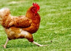 Chicken