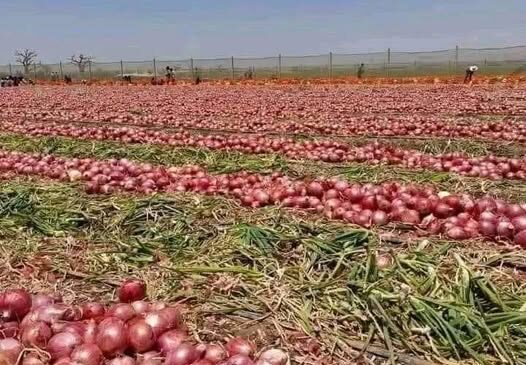 ကြက်သွန်နီစျေးကျလို့ တောင်သူတွေ အရှုံးနဲ့ကြုံရပြန်