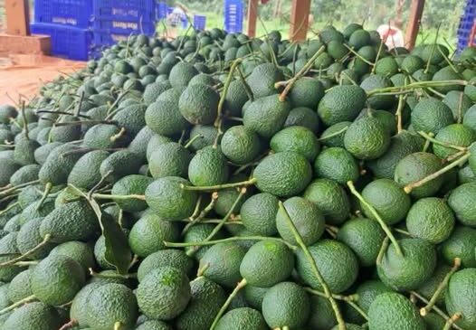 ထောပတ်သီးတင်ပို့ခွင့်ကို ထိုင်းကပိတ်လိုက်လို့ တောင်သူတွေ ဆုံးရှုံးမှုများနိုင်
